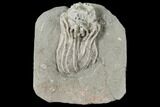 Crinoid (Platycrinites) Fossil - Crawfordsville, Indiana #132446-1